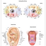 Reflexology chart - ear, eyes, tongue