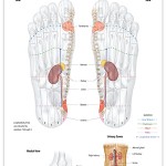 Reflexology foot chart - urinary system